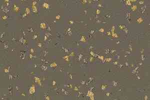 Линолеум Taralay Premium Poesy 2749 Lyrique фото  | FLOORDEALER